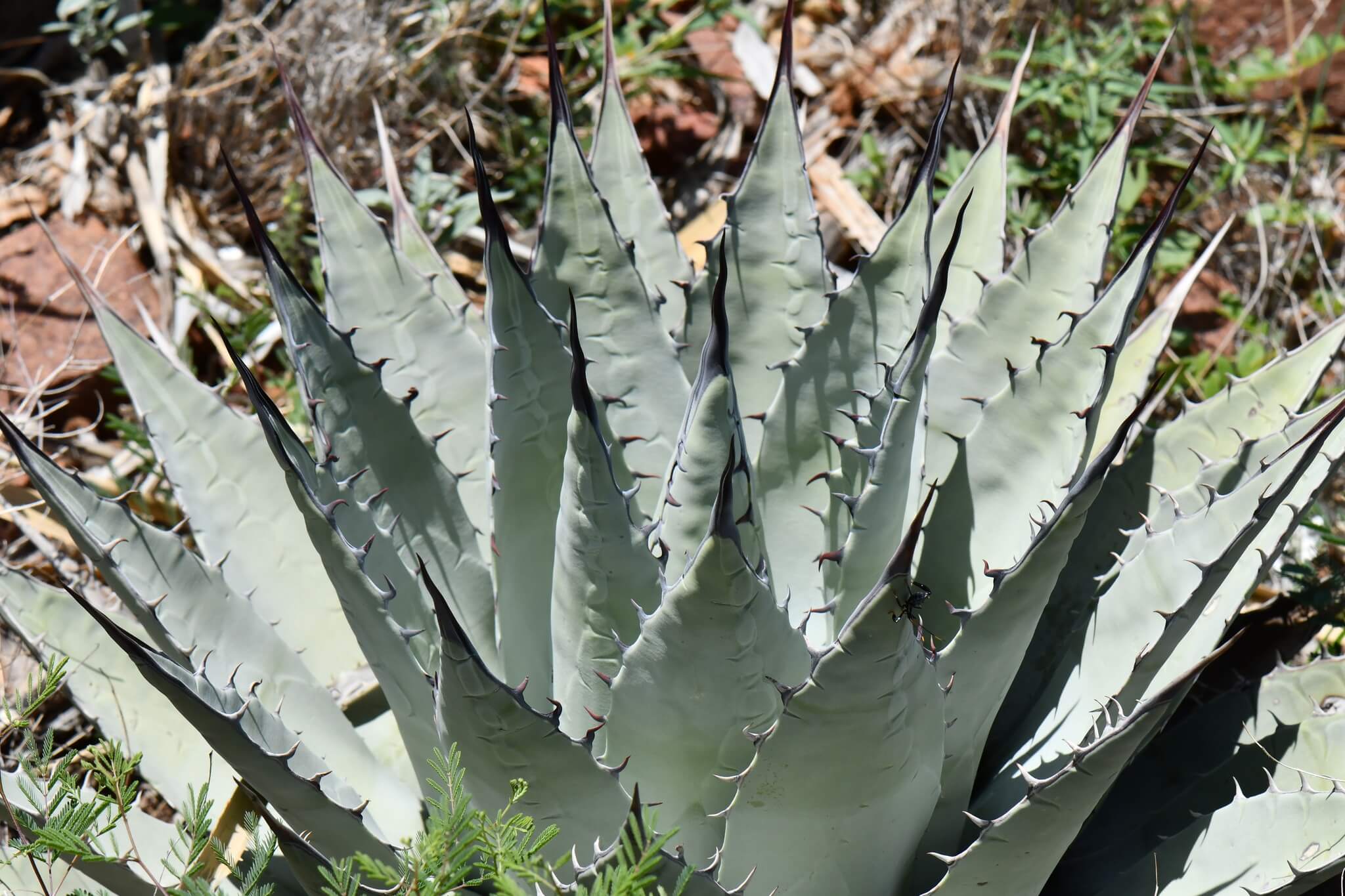 Agave parryi